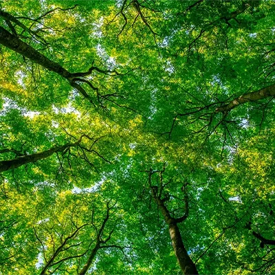 A bottom-up photograph of a green forest.